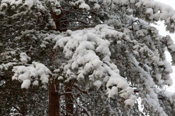 Royalty Free Photo of Snow on a Pine Tree