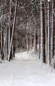 Royalty Free Photo of a Snow Covered Forest