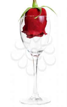 Royalty Free Photo of a Rose in a Wineglass
