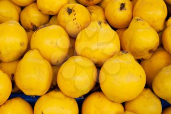 Royalty Free Photo of a Bunch of Quince Fruits