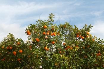 Royalty Free Photo of a Fruit Tree