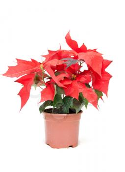 Royalty Free Photo of a Poinsettia Plant