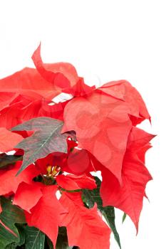 Royalty Free Photo of a Poinsettia Plant