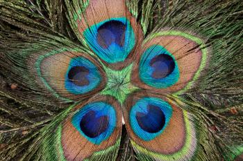 Royalty Free Photo of Peacock Feathers