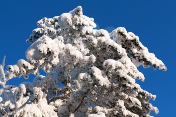 Royalty Free Photo of a Snow Covered Tree