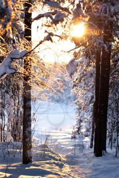 Royalty Free Photo of a Winter Forest