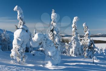 Royalty Free Photo of Snow Covered Trees