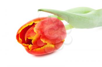 Royalty Free Photo of a Tulip