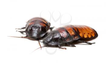 Royalty Free Photo of Madagascar Cockroaches