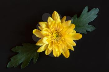 Royalty Free Photo of a Yellow Chrysanthemums