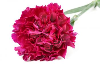 Royalty Free Photo of a Carnation