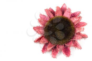Royalty Free Photo of a Dried Flower