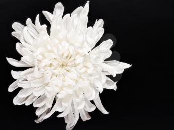 Royalty Free Photo of a White Chrysanthemum