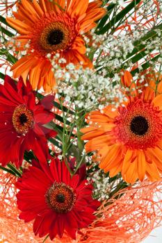 Royalty Free Photo of a Bunch of Gerber Daisies
