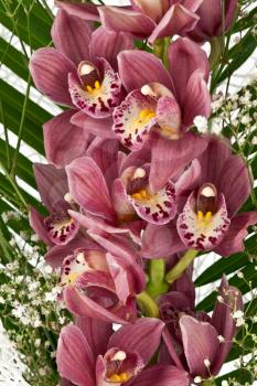 Royalty Free Photo of a Bouquet of Purple Orchids