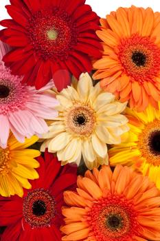 Royalty Free Photo of Colourful Daisies