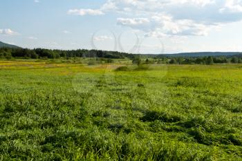 Royalty Free Photo of a Green Landscape