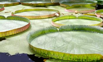 Royalty Free Photo of Water Lilies