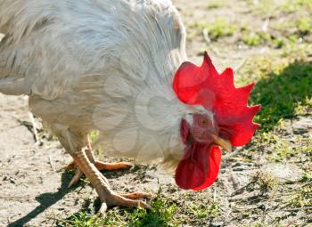 Royalty Free Photo of a Rooster