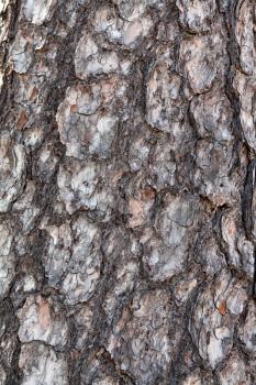 Royalty Free Photo of a Tree