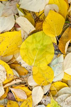 Royalty Free Photo of Leaves