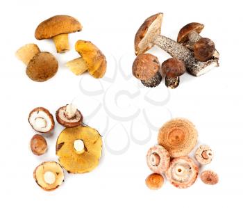 Different fungi decomposed into four piles on a white background