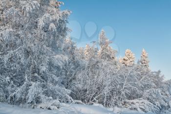 Image of beautiful winter day with snow-covered fir trees, against the sky