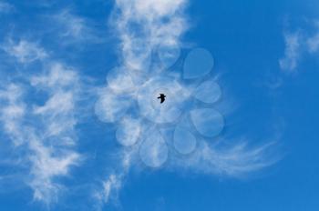 Hooded Crow Flying in the Sky with Wings Spread silhouette