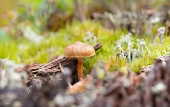 mushroom  grows in the woods of moss, close-up