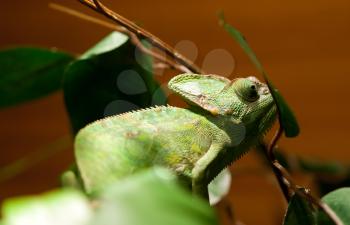 green lizard iguana on a tree branch.