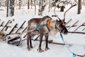 reindeer and sleigh in winter forest