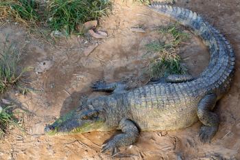 Grown into a crocodile lying on the sand in Thailand.