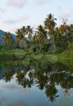 Coco-trees and reflection at backwaters of Koh Chang, Thailand
