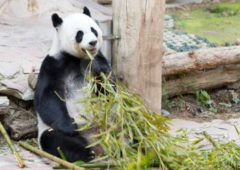 young panda eats bamboo at the Zoo