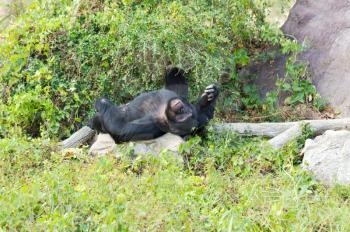 chimpanzee male lying on the grass