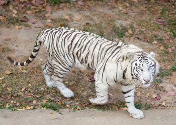 white tiger walking in zoo