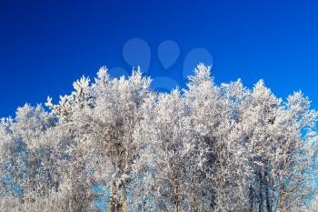 Trees in hoarfrost on a background of blue sky
