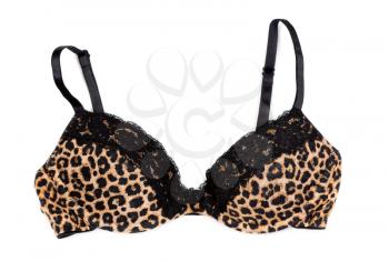 leopard print bra isolated on white background