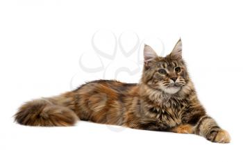Cat breed Maine Coon is imperiously. Isolate on white.