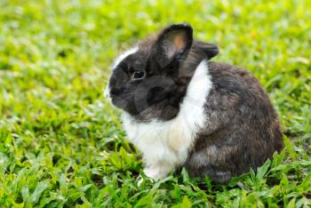 Small black and white rabbit sitting on green grass