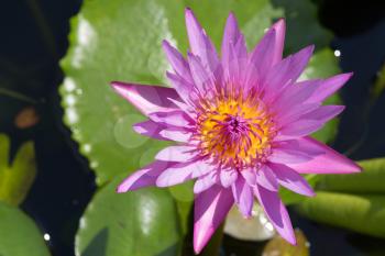 Purple lotus flower on the background of the water surface.