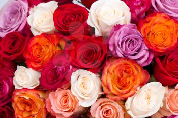 mixed multicolored roses in pastel hue