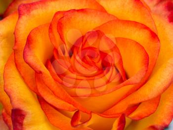 bud of fresh red and yellow rose close-up
