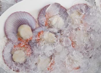 Fresh scallops on ice at the market in Thailand