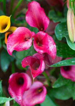 red calla lily on green leaves background