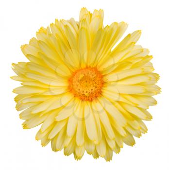 Chrysanthemum, Chrysantheme, Chrysanth, Asteraceae(Korbbluetler), Daisy Family
 With clipping path included.