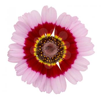 Pink with red and yellow chrysanthemum. Isolate on white background. Close-up.
