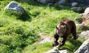 Europena Brown bear walking in the forests of Finalnd.