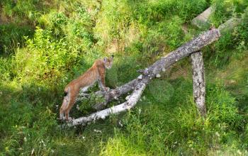 Portrait of Eurasian Lynx Standing in Grass on birch log in Afternoon Sunshine