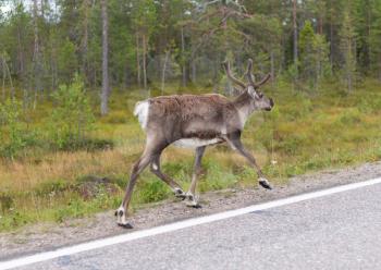 deer running along the road in northern Finland